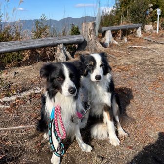 と、思ったら、あら〜
またまたお会いしてびっくり‼️
ふくちゃんはるちゃん🐶
撮らせていただきました。カメラ目線ありがとう💓お山歩きが大好きなんですって！