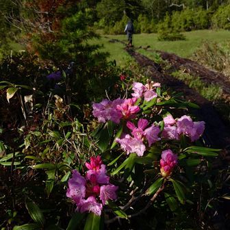 ここにも石楠花🌸😄

バックにはやはり朽ちた木道🤎
