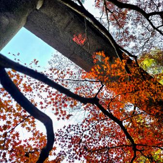 登山口の鳥居と紅葉🍁⛩️無事下山。ありがとうございました。