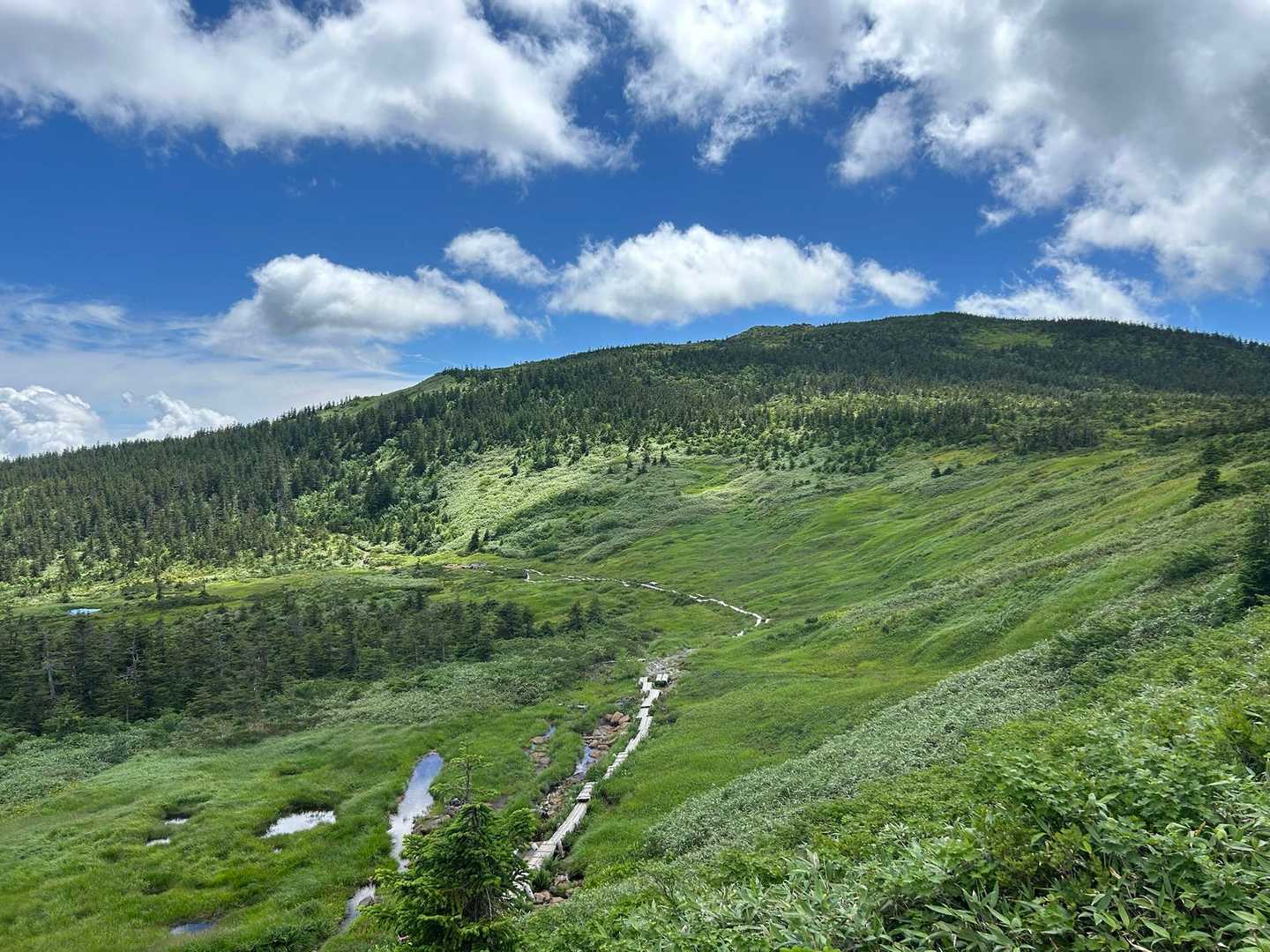 湿原の緑が美しい😍