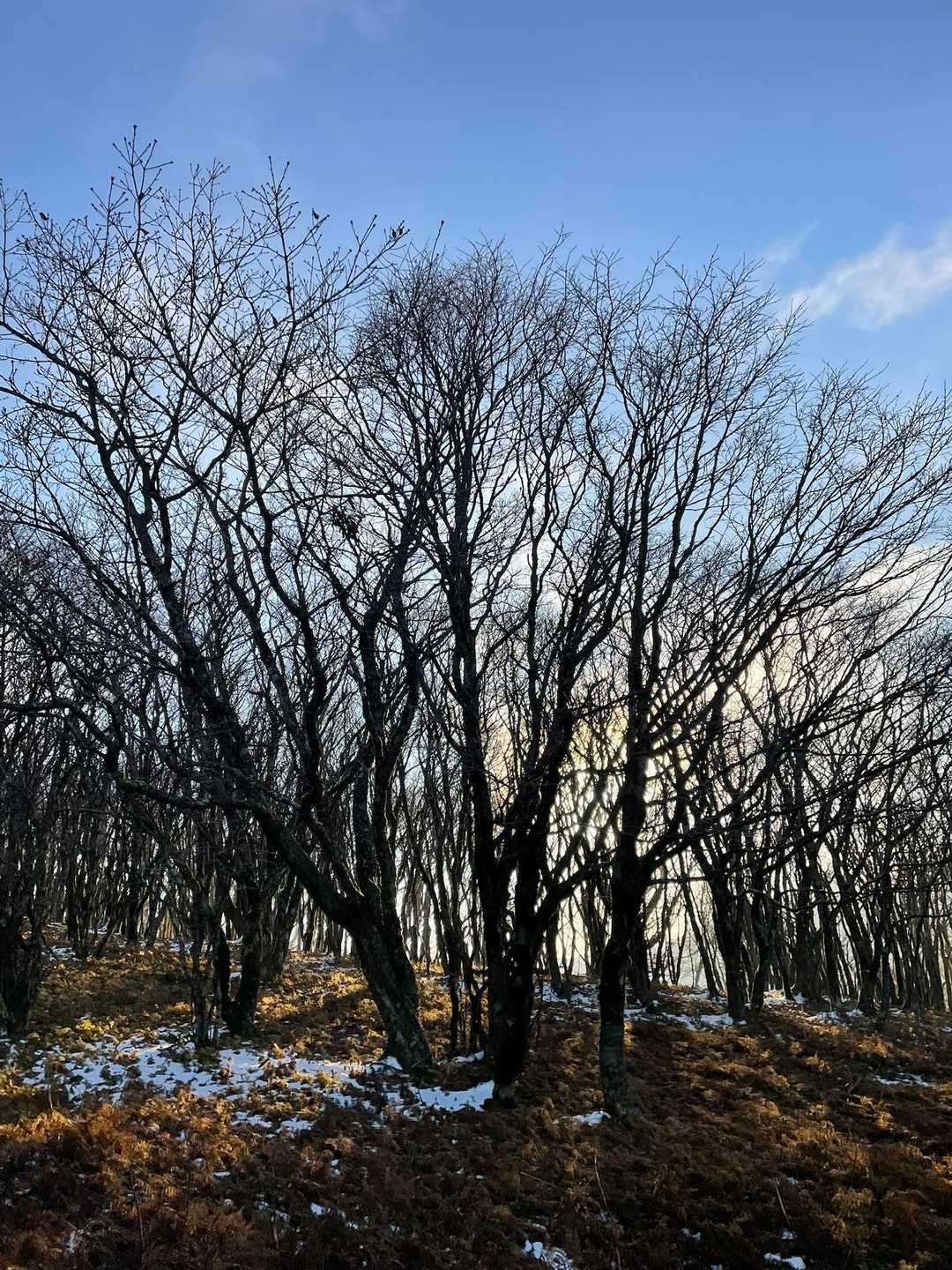 この木のモノトーンな感じが好き
