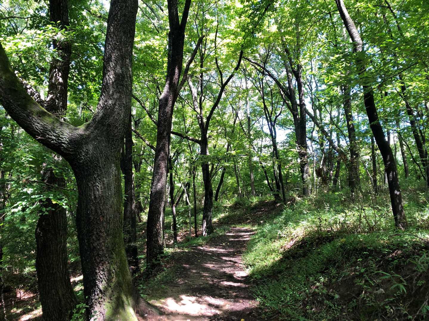 登山道を再びｱﾙﾌﾟｽ公園へと戻る