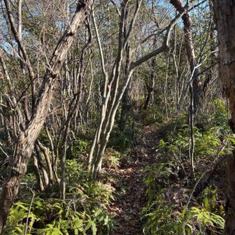 しばらく平坦な道を歩きます
