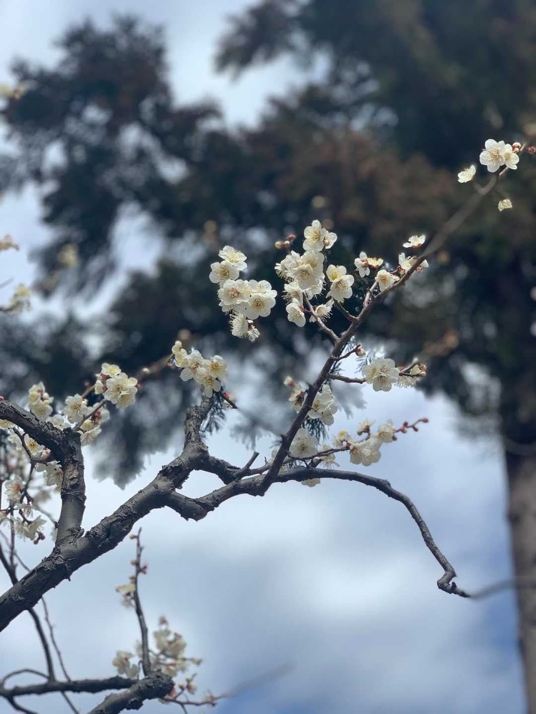 梅も綺麗に
