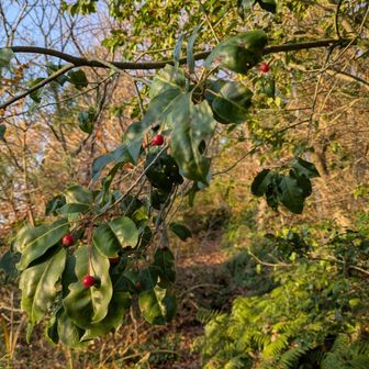下山、紅い樹の実のトンネル抜け