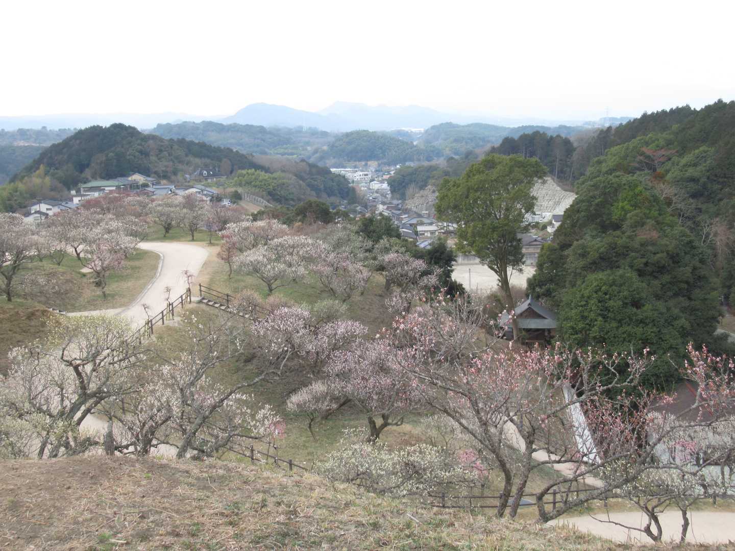 ここで梅を愛でるだけでも良いような気がします