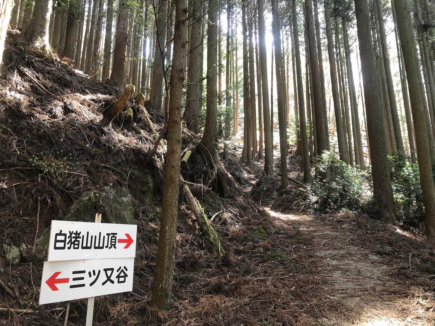 樹林帯の道を進む↗️