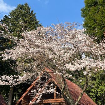 下山しました。
麓の桜が綺麗！