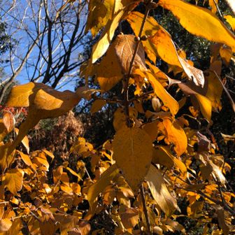 ロウバイも黄色に