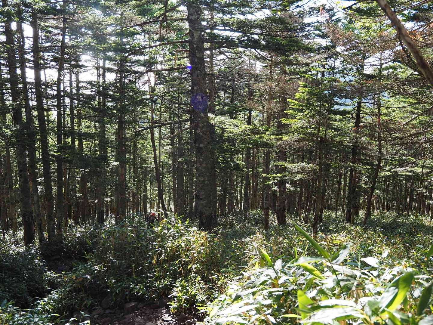 ふりかえって、シラビソ？の樹林帯。
……風の抜けない樹林帯の蒸し暑いこと🥵