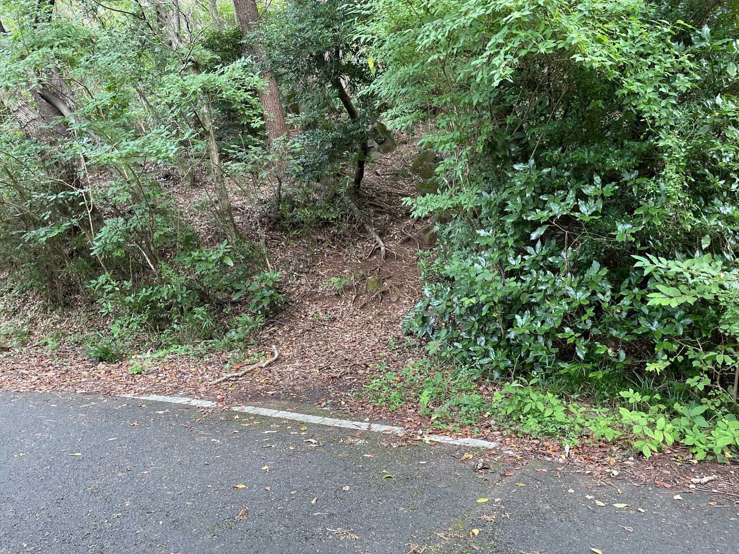 ここから坊主山へ