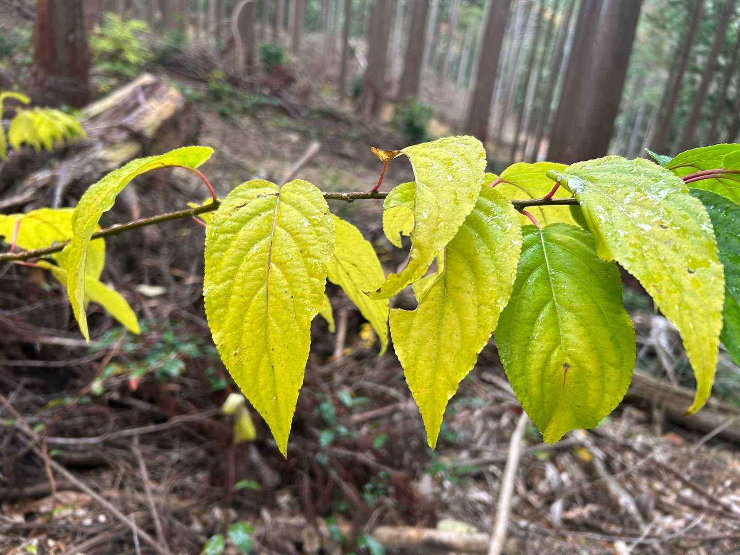 黄色く紅葉した葉っぱも綺麗
