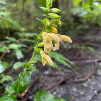 キバナアキギリ
これから咲くようでした🌼