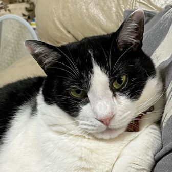 ドブネズミ先生