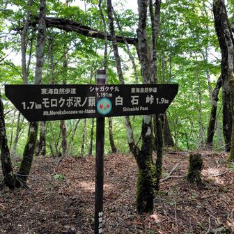 このシャガクチ丸から白石峠方面に降りる箇所が一番険しい難所だったような気がする。