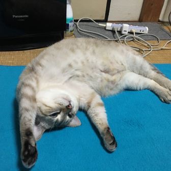 猫ネコにゃんころりん♪