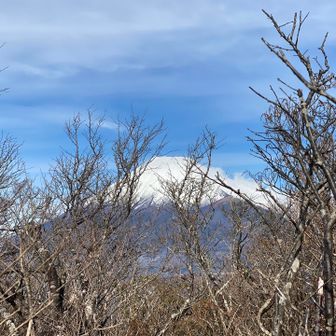 葉が落ちたこの時期は富士山が見えます🗻