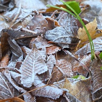 この辺り、日陰で寒くて石もツルツルで何度も滑る⛸️