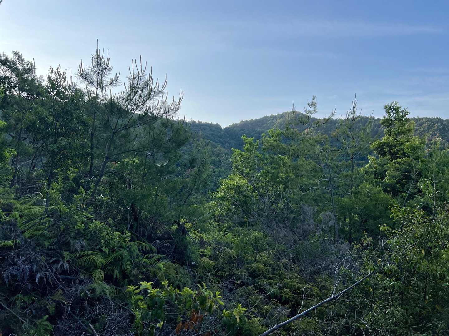 横嶺峠-高塚山 周回コースの写真