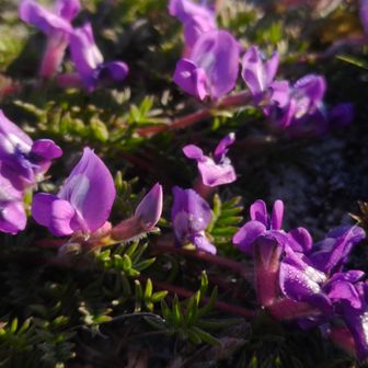 天空の花園
オヤマノエンドウ
