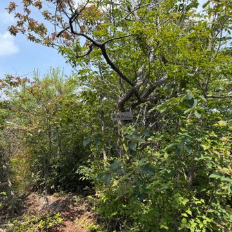 主稜線をそれて初めての三角山