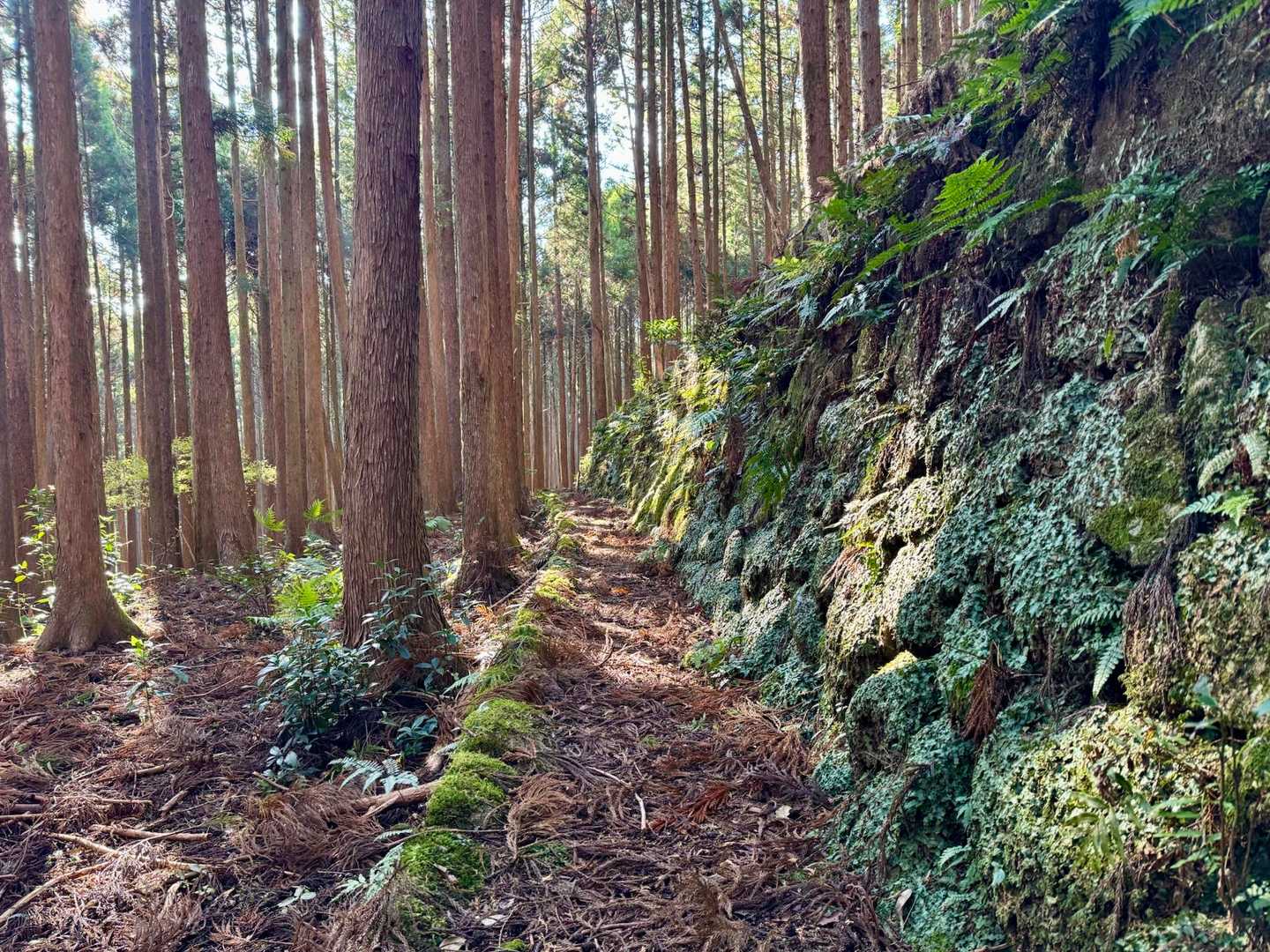 後で調べましたが集落があったようです
どおりでここまで歩きやすかったわけだ