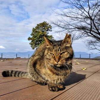 あいしてる😘(ネコを)