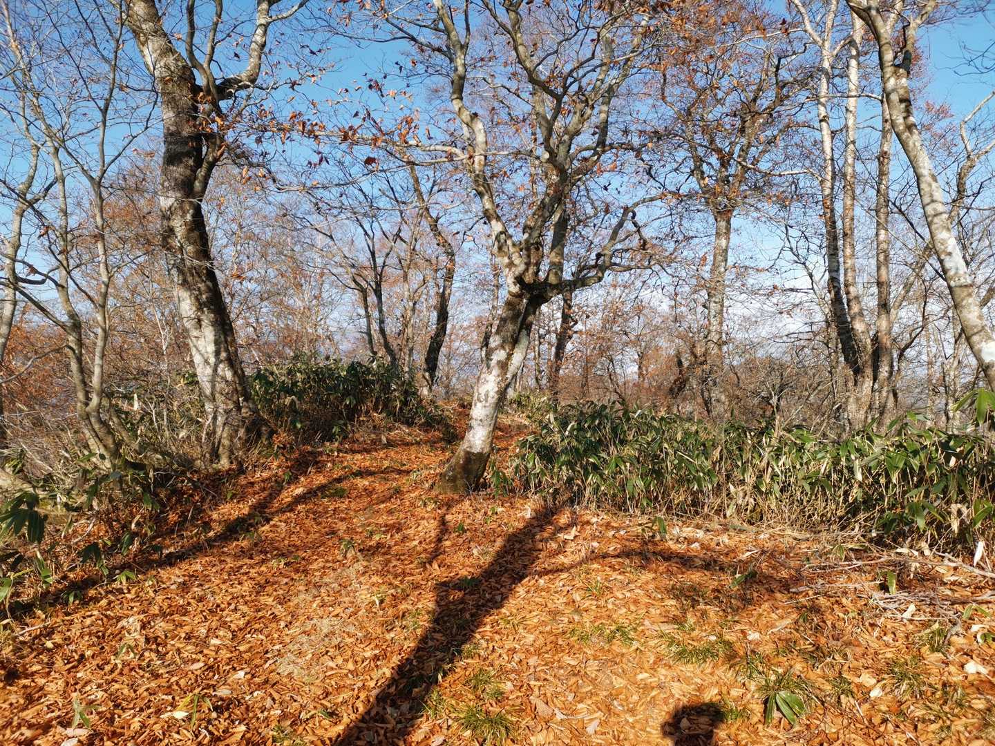 終始落ち葉の絨毯でとても足に優しいです。