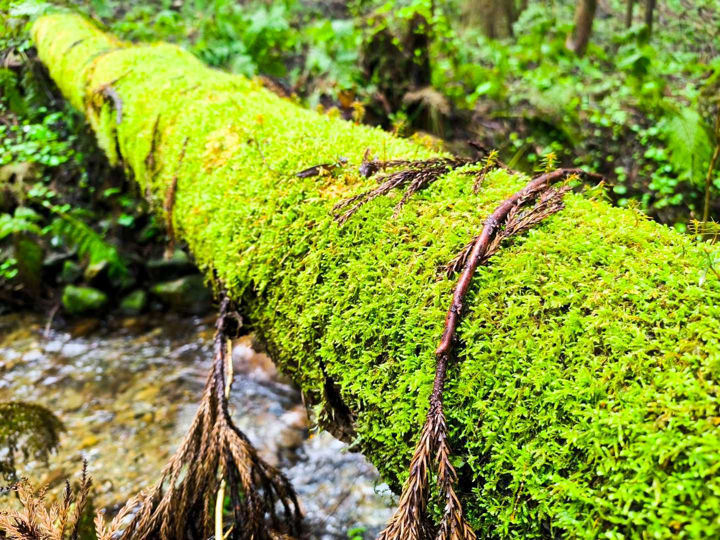 苔が素敵です✨
小雨でひっそり静かな山歩き😆