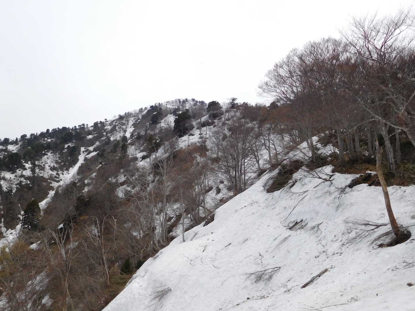 大倉山 往復コースの写真