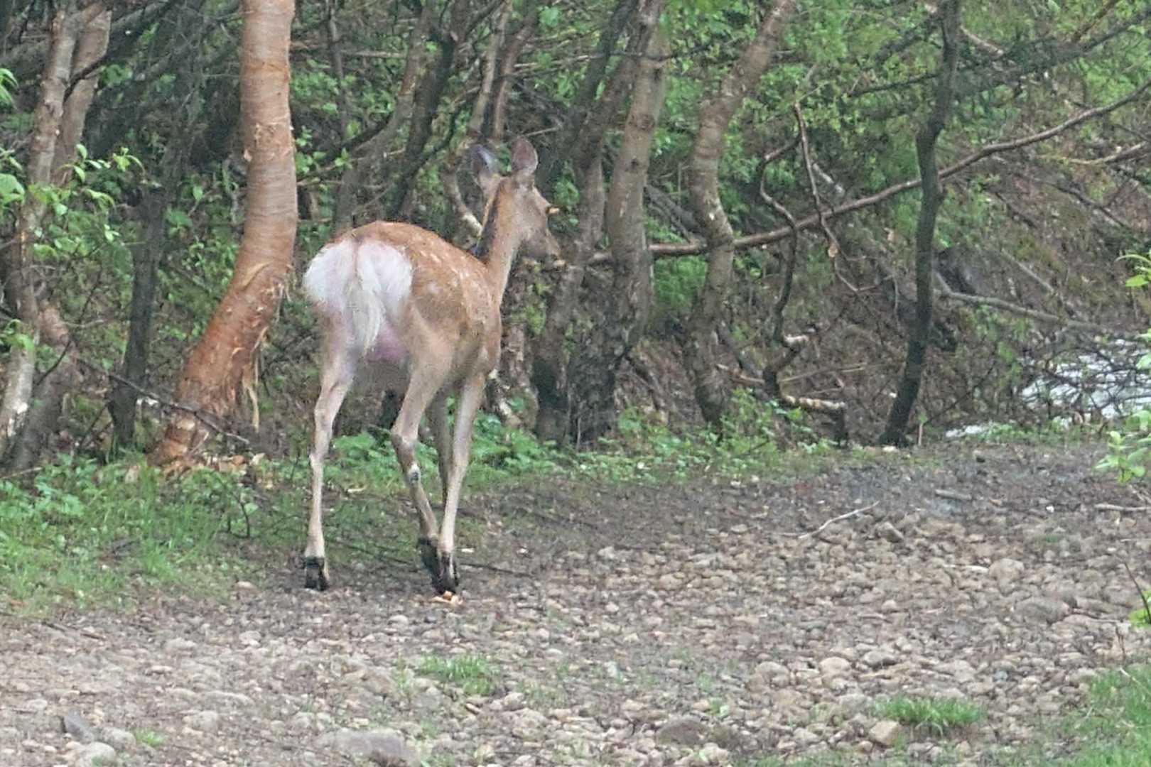 鹿のお出迎え