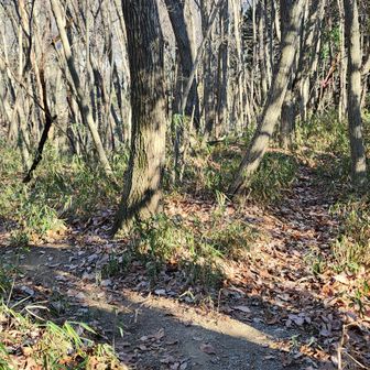 ここはの二股分岐を右に行くと通り抜けの桜不動寺を経て宝登山⛩️
真っ直ぐ行くと権田山わ経て上長瀞駅方面へ