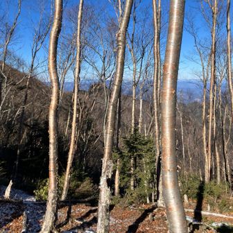 木の先の尾根を下る予定