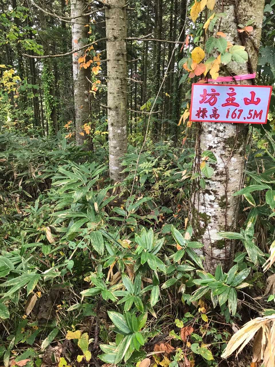 こんな感じです
