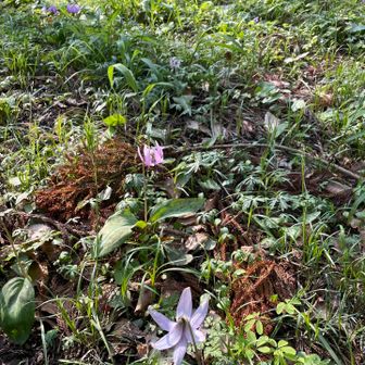 カタクリは小さな花が斜面いっぱいに咲いていました。
見にきた時間が遅かったので、お花はみんな下を向いていました。