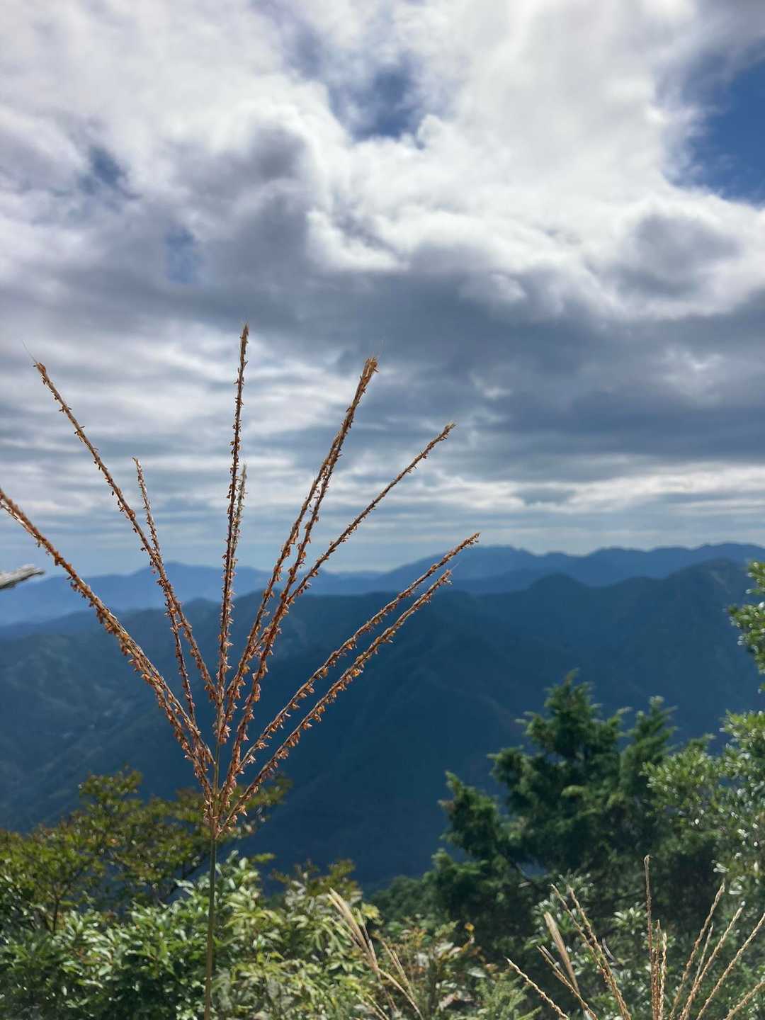 ススキが秋の気配🌾
今日は心配したほど暑くなくて、よかった