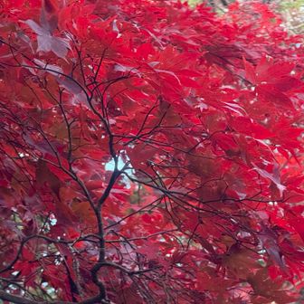 自然の紅色に魅入る