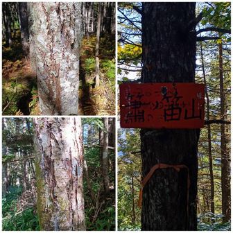 ↑
帰りは下りで体力も復活してきたので、登りとは違うコースで「簫ノ笛山」（しょうのふえやま）へ👍️
この山が曲者でした😓
一旦ガーっと下って登り返し…を二度ほど繰り返してやっと山頂💦
道中クマの爪とぎ跡らしき木があちこちに😱
全然景色無いし、山頂～駐車場まで激下り…
左右は笹藪で掴まるところもないし、ぬかるんでめちゃ滑る😂
一度、大きくスッテーーン💨

笹藪からクマが出てこないかヒヤヒヤして、音楽ボリュームアップとたまに大声😫

一番の難敵でした🤣

その後8時間かけてオール下道で逃げ帰りました😁