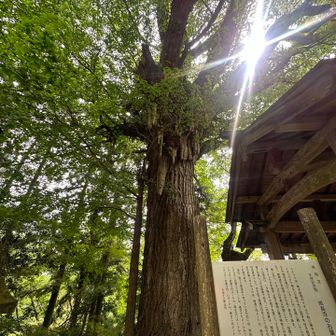 大きなイチョウの木🌲