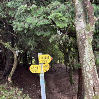 次の合流は、平尾ルートとの合流。
下山は平尾ルートにしようかな。。

この次には、穴倉ルートの合流もあって、そこからいくと違う登山口に降りてしまうので要注意⚠️