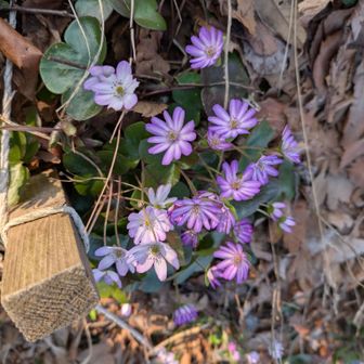 頂のお花✨でした😊