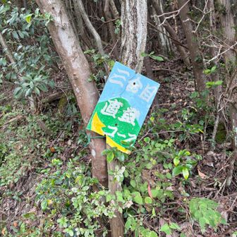 三合目から直登コースへ