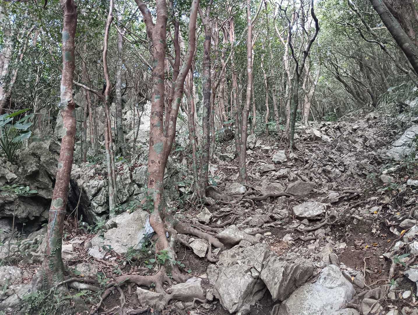 嘉津宇岳-安和岳 周回コースの写真