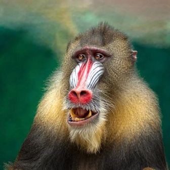 かぶとむしくん