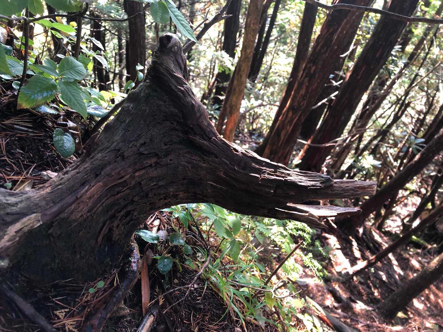 蝶ヶ岳のやつより弱めな感じ。
キツネにも見えるなー