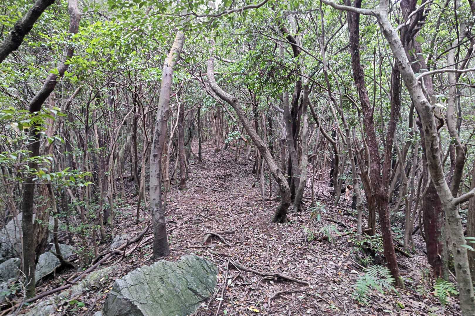 大平山登山口-金比羅宮-大平山 往復コースの写真