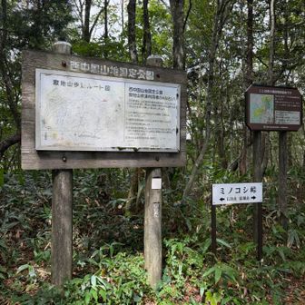 ようやく稜線(ミノコシ峠)に到着。休憩。