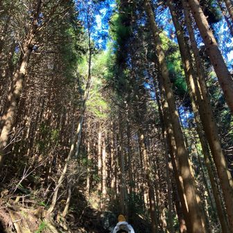高所の枝に積もった雪が時折ダイヤモンドダストのように舞い落ちてきます