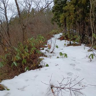 歩道に出た。城が沢山への登り。１～２日前くらいのワカンの跡があった。やはりこんな所を歩く物好きがいるらしい。
余計なお世話だが、この程度の雪では、ワカンは邪魔でしかない。