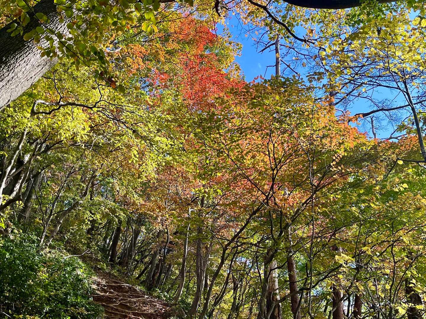 🍁